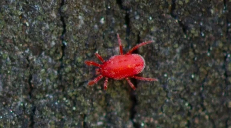 Those Tiny Red Spiders Are Probably Clover Mites