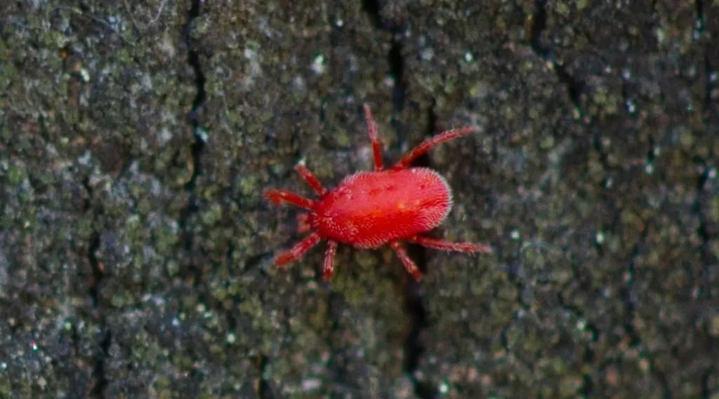 red clover mite on tree