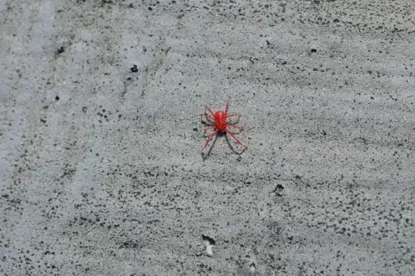 Most Common Spiders With a Red Body or Red Back