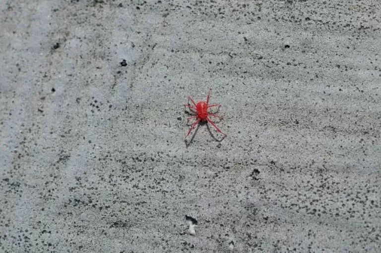 Most Common Spiders With a Red Body or Red Back