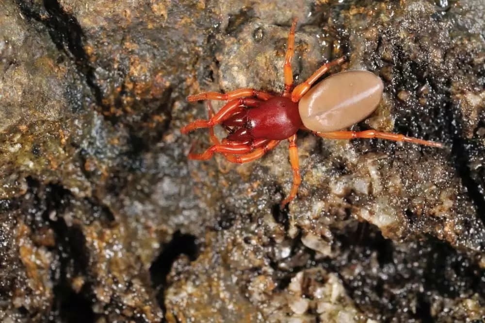 large red woodlouse spider