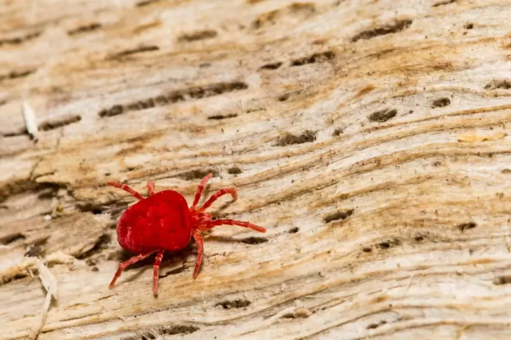 red clover mite on wood