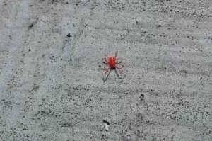 red clover mite on cement